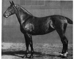 broodmare Erra II 9628 (Oldenburg, 1897, from Ruthard 1255)