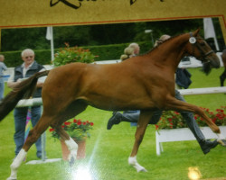 broodmare Donna Doria GS (Westphalian, 2004, from Don Rubin 3)