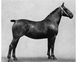 broodmare Freiblume III (Oldenburg, 1921, from Elso 2621)