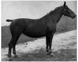 broodmare Edelgunta 42552 (Oldenburg, 1931, from Sigismund 3325)