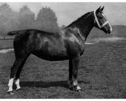 broodmare Tangente V (Oldenburg, 1938, from Hermes 3544)