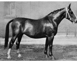 broodmare Novonda 77936 (Oldenburg, 1951, from Folkert 3864)