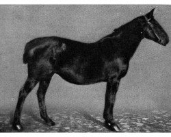 broodmare Boa 16 (Oldenburg, 1916, from Egon)