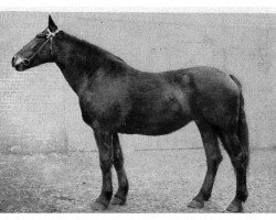 broodmare Natura 372 (Oldenburg,  , from Germar)