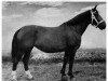 broodmare Doloris von Osterburg 2791 (Oldenburg, 1949, from Fürstsohn 235)