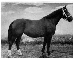 broodmare Doloris von Osterburg 2791 (Oldenburg, 1949, from Fürstsohn 235)