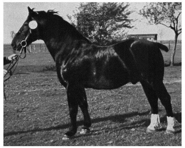 stallion Verdi von Gleina 201 (Oldenburg, 1944, from Reichsgraf (Mo) 963)