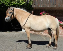 broodmare Hermi (Fjord Horse, 2004, from Rånn N.2659)