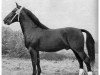 stallion Gerriet Mo 1032 (Oldenburg, 1951, from Gersburg)