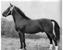 stallion Gerriet Mo 1032 (Heavy Warmblood, 1951, from Gersburg)