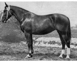 broodmare Helga H. 935 (Oldenburg,  , from Emshörn SN 546 (Mo))