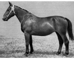 broodmare Blume von Großhettstedt H.1867 (Oldenburg, 1946, from Goldomar Th 575)