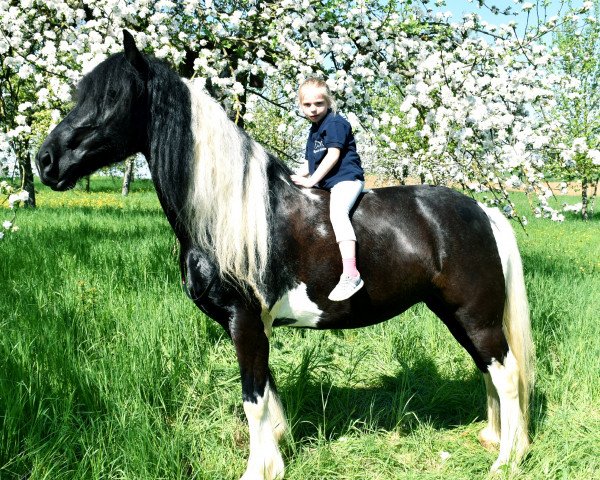 horse Fermin van d. Tukker (Tinker / Irish Cob / Gypsy Vanner, 2006)