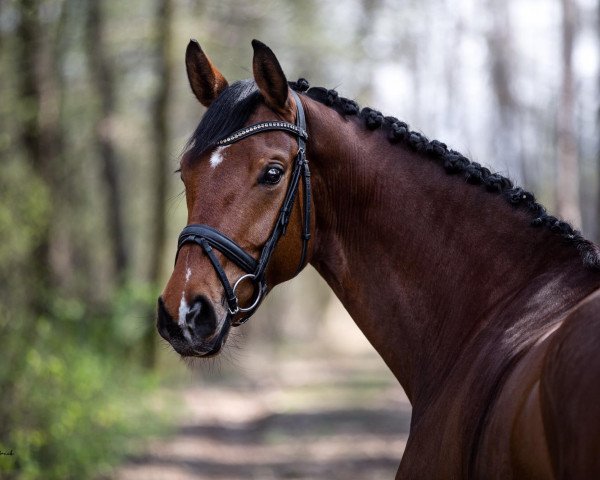 dressage horse Lady Charming (Hanoverian, 2014, from Londontime)