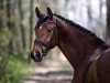 dressage horse Lady Charming (Hanoverian, 2014, from Londontime)