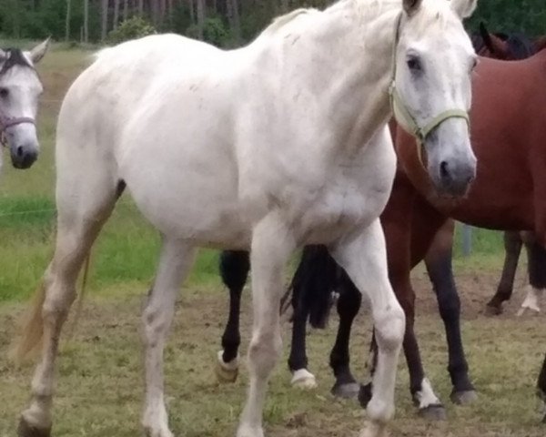 broodmare Uschi-S (Mecklenburg, 2000, from Ustinov)