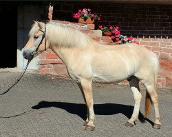 Pferd Jerry (Fjordpferd, 2002, von Joram)