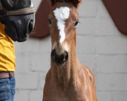 broodmare Fleur (Hanoverian,  , from Fusionist)