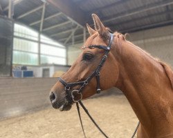 dressage horse Donata 292 (Oldenburg, 2015, from Damon Hill)