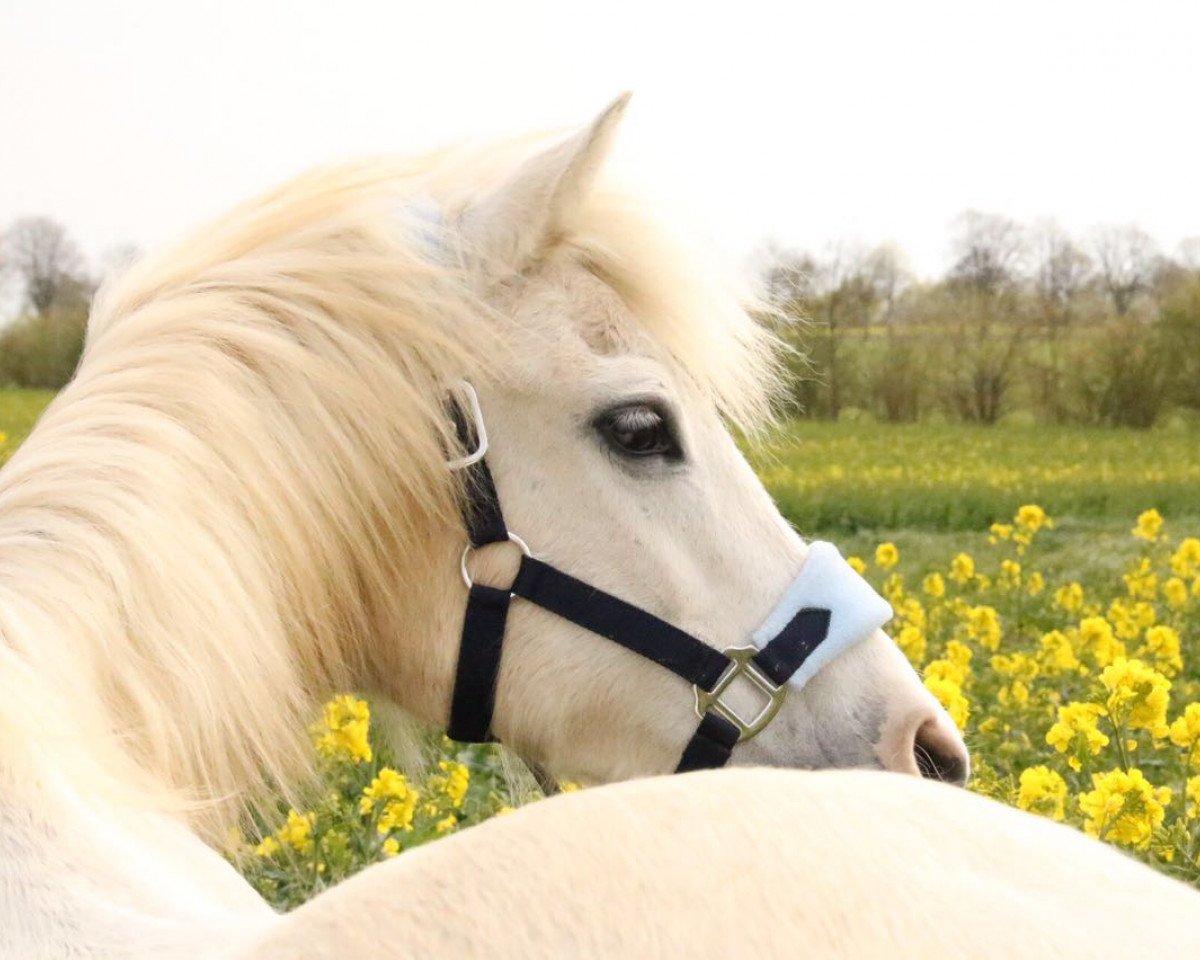 Zuchtstute Varina (Deutsches Reitpony, 1995, von Rhoson Telor)