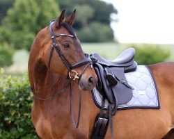 dressage horse Rimeau 2 (Trakehner, 2008, from Impetus)