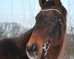 broodmare Diamanta Saskia xx (Thoroughbred, 1994, from Vif-Argent xx)