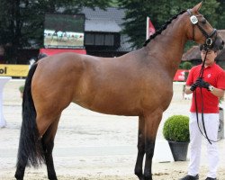 broodmare First Rose MB (Westphalian, 2013, from Franziskus FRH)