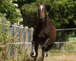 dressage horse Amüsante xx (Thoroughbred, 1995, from Meinberg xx)