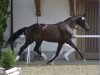 broodmare Diarella Zfk CH (Swiss Warmblood, 2014, from Diarado)