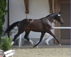 Zuchtstute Diarella Zfk CH (Schweizer Warmblut, 2014, von Diarado)