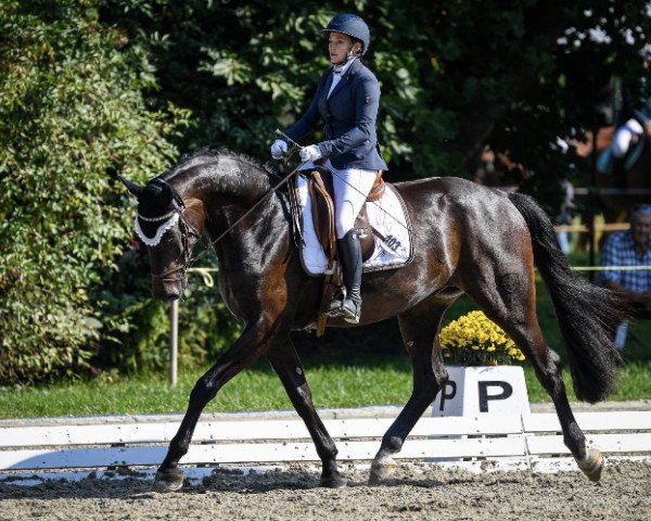 dressage horse Del Fino Zfk CH (Swiss Warmblood, 2015, from Del Ponte 2)