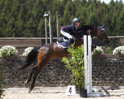 jumper Nexus Alagon (German Riding Pony, 2011, from Nemax)