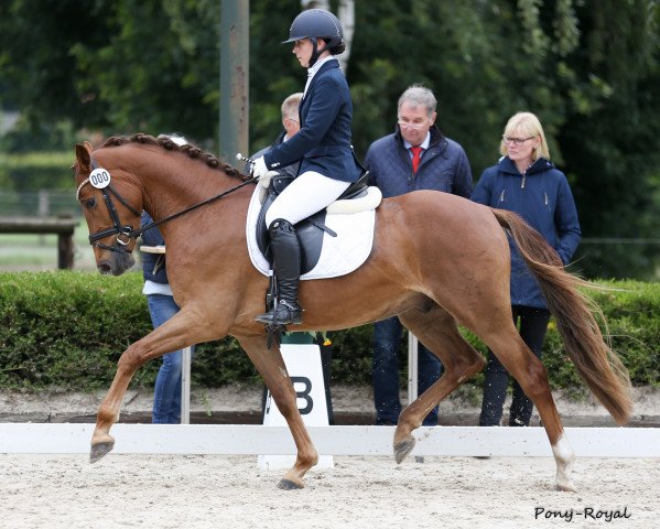 dressage horse Top Celentano (German Riding Pony, 2015, from Top Christiano)