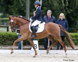 Dressurpferd Top Celentano (Deutsches Reitpony, 2015, von Top Christiano)