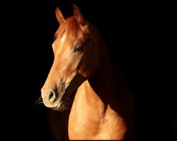 dressage horse D'Accord Lr (German Riding Pony, 2016, from Dark Dornik)