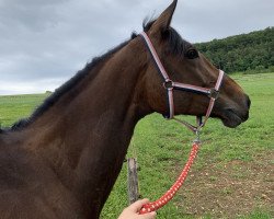 Springpferd Cinnamon du Perchet CH (Schweizer Warmblut, 2014, von Copain du Perchet CH)