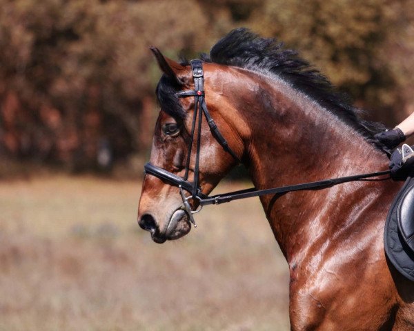 broodmare Lolita 203 (Oldenburg, 2005, from Landcapitol)