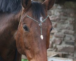 dressage horse Best of Bacardi (Westphalian, 2008, from Biasini)