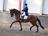 dressage horse Leidenschaft 6 (Hanoverian, 2012, from Londontime)