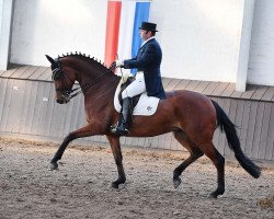 dressage horse Leidenschaft 6 (Hanoverian, 2012, from Londontime)