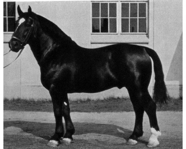 stallion Eberhard 348 (Oldenburg, 1949, from Edelknabe II)