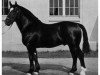 stallion Eberhard 348 (Oldenburg, 1949, from Edelknabe II)