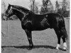 stallion Griff I (Hanoverian, 1943, from Glimmer)