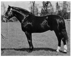 stallion Griff I (Hanoverian, 1943, from Glimmer 3279)