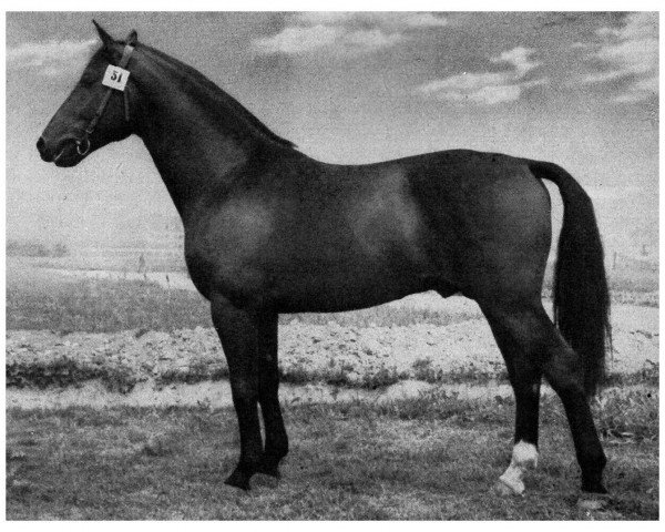 stallion Fibrin 2208 (Brandenburg, 1950, from Fixativ)