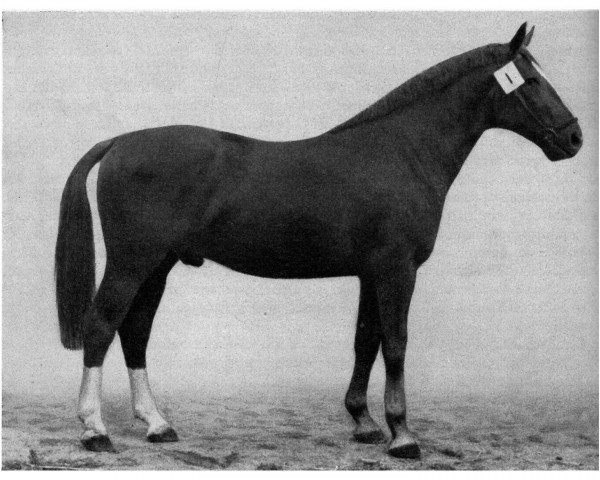 stallion Flugrekord (Mecklenburg, 1947, from Flughorst 2672)