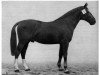 stallion Flugrekord (Mecklenburg, 1947, from Flughorst 2672)