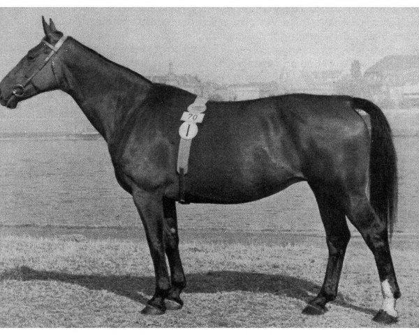 broodmare Asternzeit (Hanoverian, 1945, from Astral)