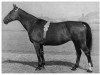 broodmare Asternzeit (Hanoverian, 1945, from Astral)