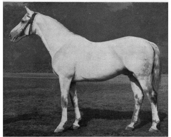 stallion Insgeheim (Trakehner, 1938, from Pythagoras)